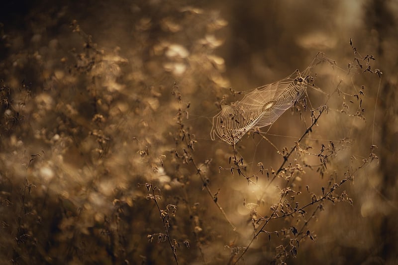 Glistening waterfalls