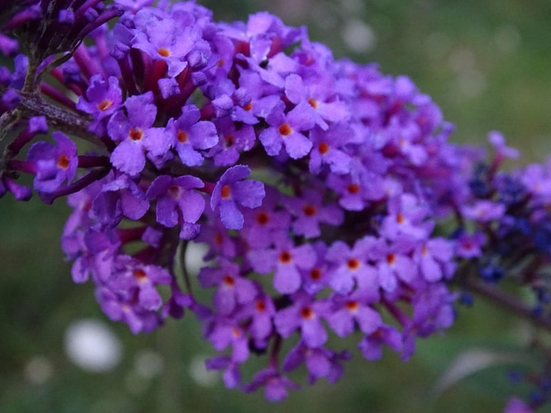 Butterfly Bush